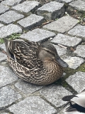 IMG_7205-scaled